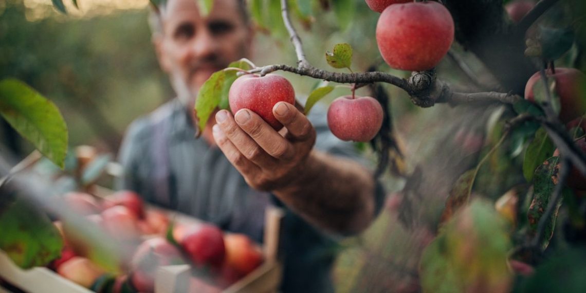 ‘Who’ll pick apples?’ The Democrats’ degrading push for cheap labor