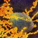 CDC Warns of Coming Increase in COVID and Flu Cases, Promotes Vaccines