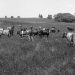 The Life-Affirming Vitality Of Raw Milk