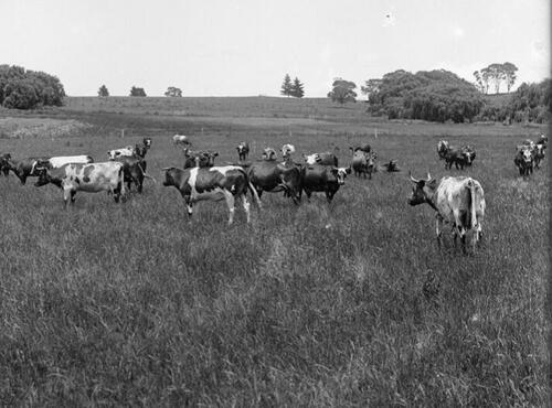 The Life-Affirming Vitality Of Raw Milk