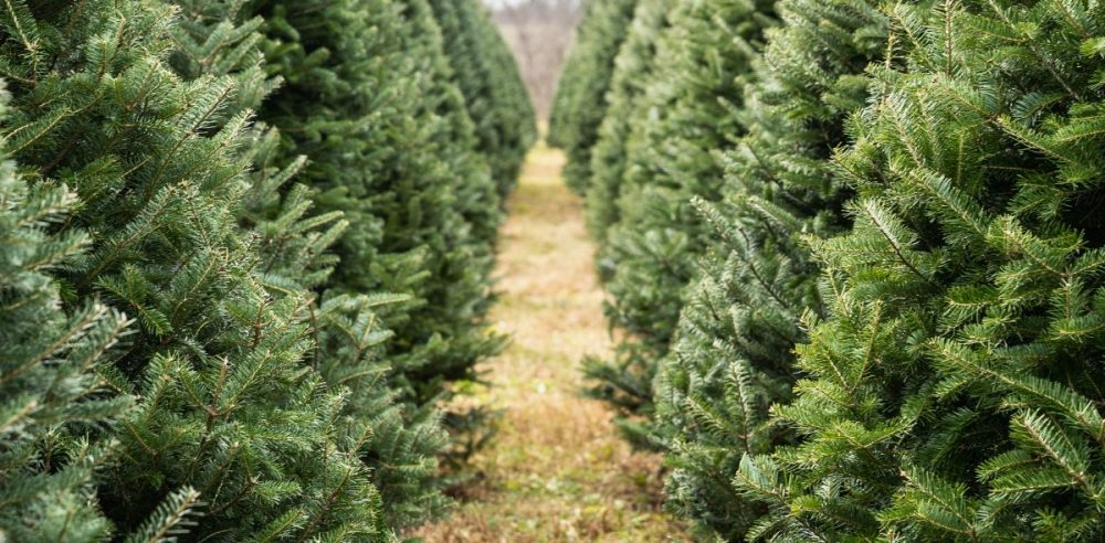 Nashville News Channel Renames Christmas Trees As ‘Festive Live Trees’ In Another Sign Of Anti-Christian Bias