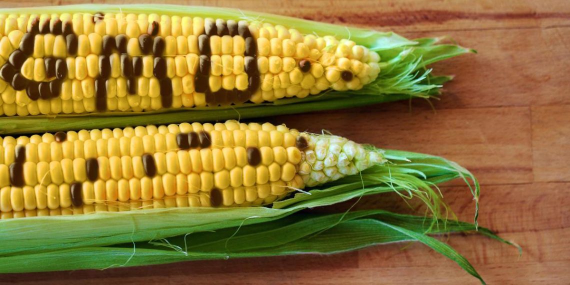 Could GMO crops be the MAIN REASON for the explosion of LEAKY GUT SYNDROME?