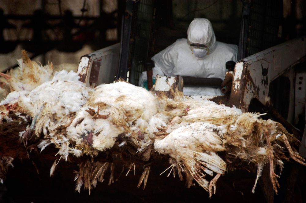 Here We Go Again: CDC Confirms First Severe Bird Flu Case with Mutations — Experts Sound Alarms About Potential New Pandemic