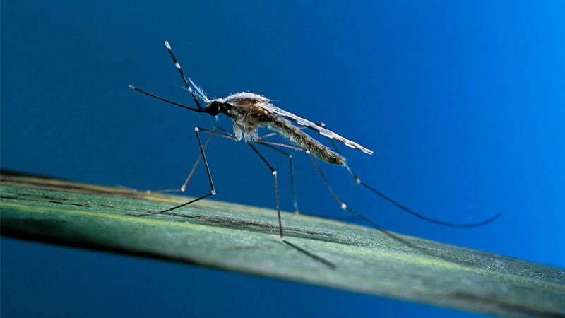 Bill Gates-Linked Vaccine Delivered Through Mosquito Bite Carries Bioengineered Malaria-Causing Parasite