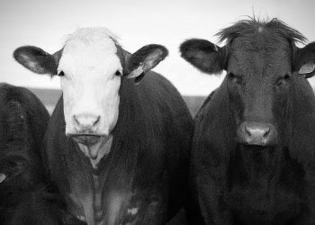 Survival Beef Company CEO: “No Lab-Grown Meat, No mRNA Jabs, and No ‘Beef Crumbles’ Ever”