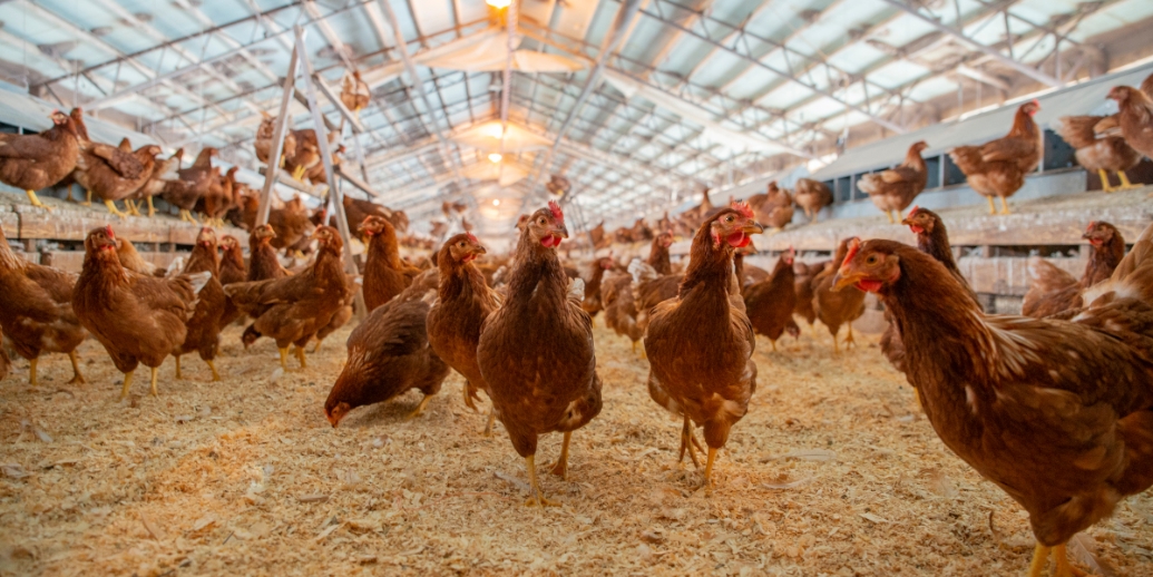 Bird Flu Detection Shuts Down All Poultry Sales in Southern State.