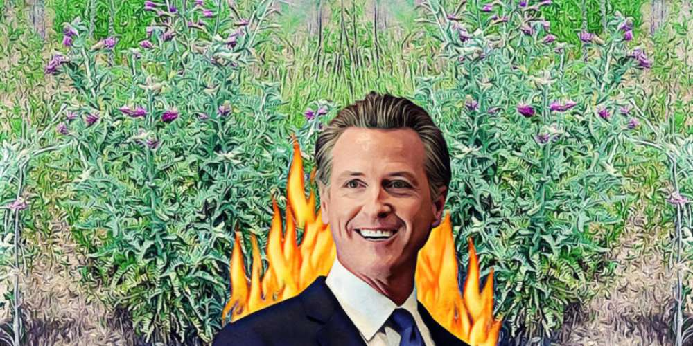 Gavin Newsom