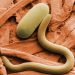 New World screwworm: The deadly flesh-eating parasite spreading throughout Central America