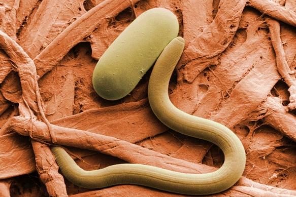 New World screwworm: The deadly flesh-eating parasite spreading throughout Central America