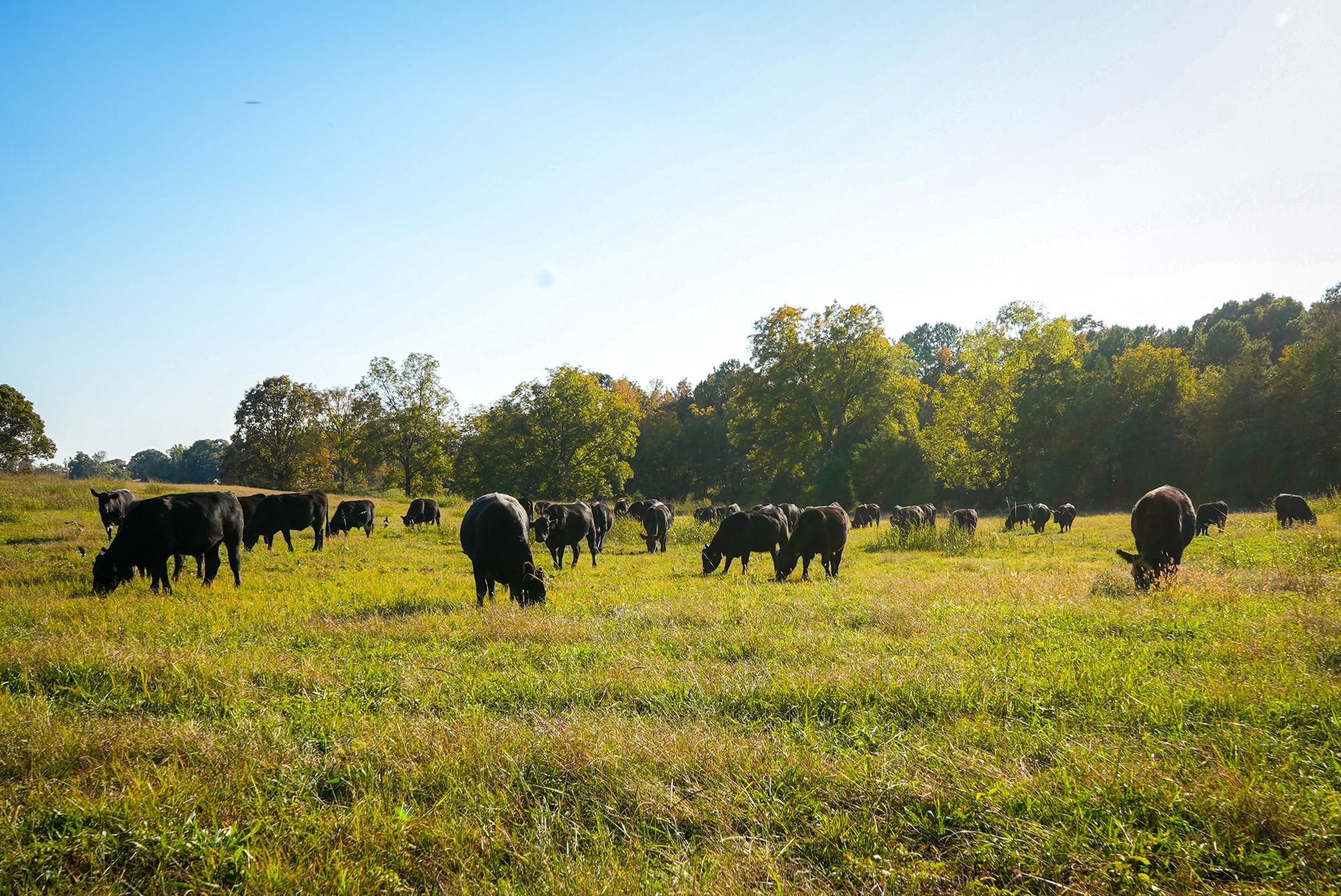 As US Cattle Ranchers Go Out of Business, One Family Found a Way to Survive