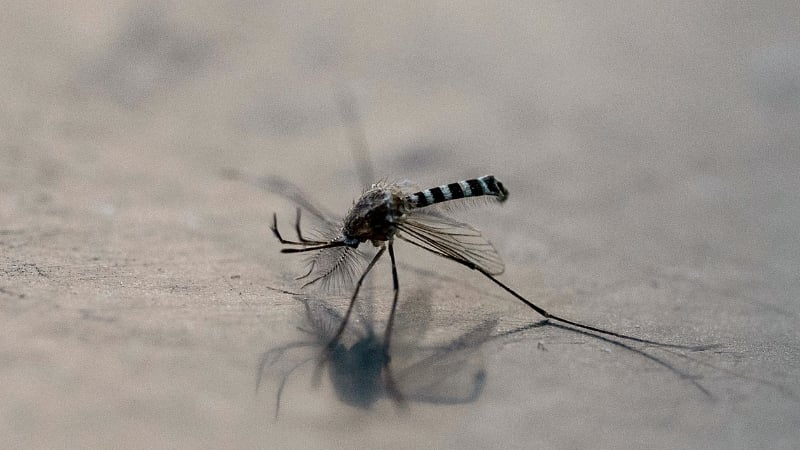 Clinical Trials Going Ahead For Mosquitoes To Deliver Genetically Modified Malaria Parasites as “Vaccines”