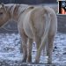 Turkish Migrant Rapes Several Ponies in Germany– Police Let Him Go