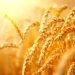 Russia wheat exports hit record high despite EU sanctions