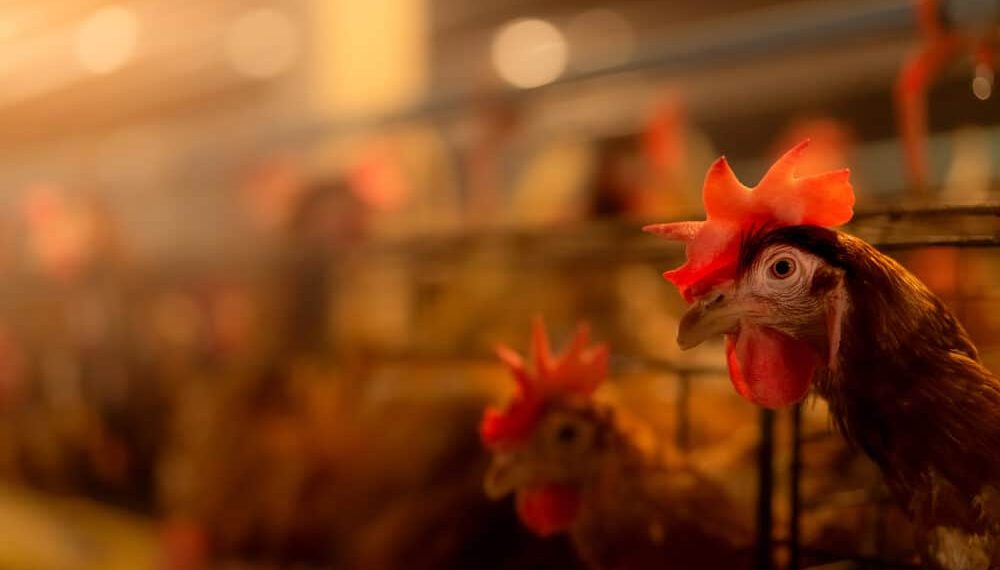 Poultry expert claims bird flu outbreak is the worst in U.S. history