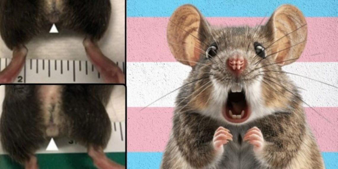 New Details: There Are at Least 15 Active NIH Grants Paying for Transgender Animal Experiments
