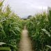 DOGE's Key Revelation: A Federal Budget Made Into A Maze Impervious To Reform
