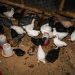 Exclusive — USDA Secretary Gives Update on Egg Prices: All In on Chicken Repopulation and Biosecurity, But Vaccines for Chickens ‘Off the Table’