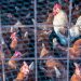 Culling Chickens
