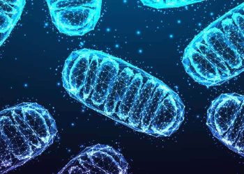 Mitochondria