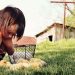 Chickens