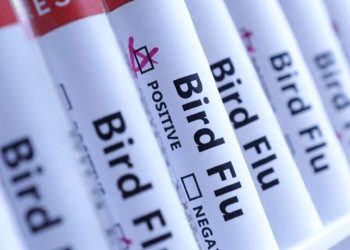 bird-flue-vaccine