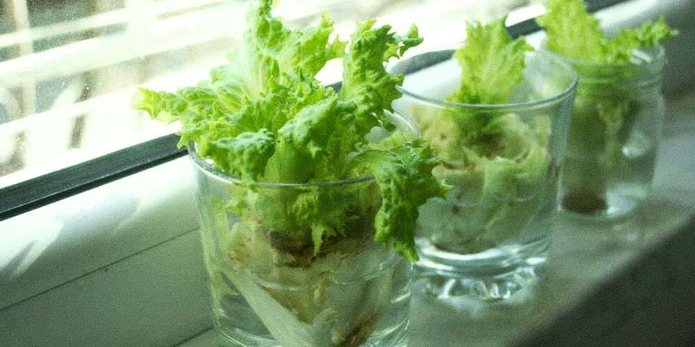 Vegetables