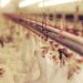chicken-farm-2
