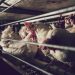 chicken-farm