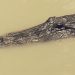 Alligator