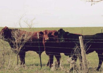 Cows