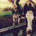 Cows