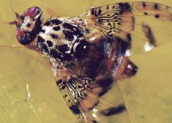 Medflies