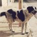 Deportation-Dodging Migrant Butchers Beloved Dog ‘Merlin’ to Eat, Douses Another in Boiling Oil