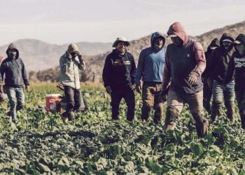 Illegal Alien Farm Workers