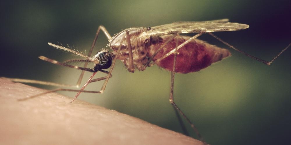 Mosquitoes Malaria