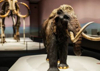 Woolly Mammoth