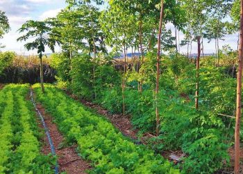 Regenerative Farming