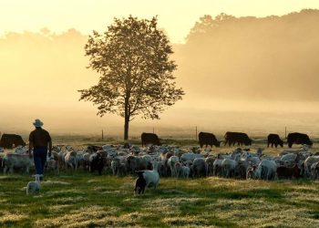 White Oak Pastures