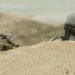 The Mandalorian and Grogu