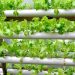 Hydroponic