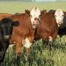 Cattle