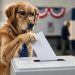 Dog Voting